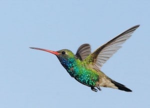 Google Hummingbird