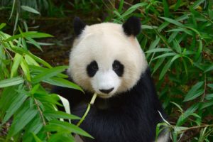 Google Panda Penalty Recovery for Law Firms